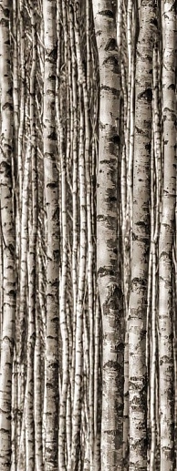 Epoxy Birch 89.8x239.8 - фото 1