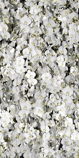 Paper41 Pro Eva 50x100 - фото 1
