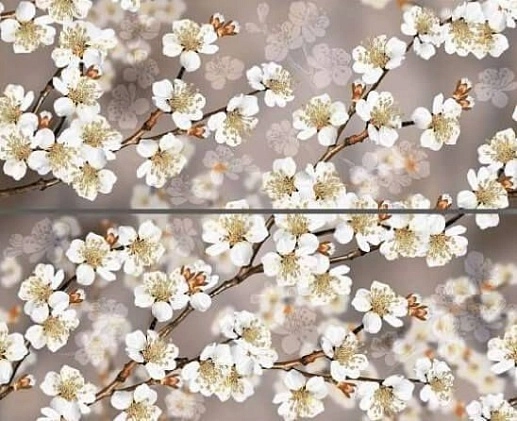 Amati Sakura 50.5x40.2 - фото 1