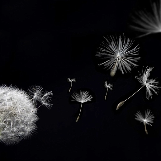 Артвалентто Taraxacum 1