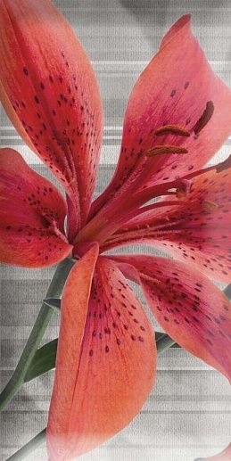 Monocolor Mix Flowers RBW 7.5x15 - фото 1
