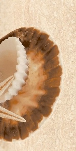 Аликанте Жемчужина верх 25x50 - фото 1
