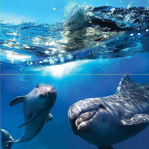 Waterlife Dolphins 50x50 - фото 1