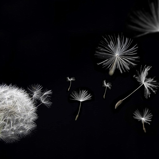 Артвалентто Taraxacum 1